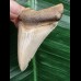 5,4 cm heller, scharfer Zahn des Megalodon 5,4 cm heller, scharfer Zahn des Megalodon