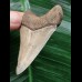 5,4 cm heller, scharfer Zahn des Megalodon 5,4 cm heller, scharfer Zahn des Megalodon