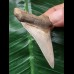 5,4 cm heller, scharfer Zahn des Megalodon 5,4 cm heller, scharfer Zahn des Megalodon