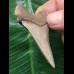 5,4 cm heller, scharfer Zahn des Megalodon 5,4 cm heller, scharfer Zahn des Megalodon