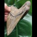 12,4 cm massiver Unterkiefer - Zahn des Megalodon 12,4 cm massiver Unterkiefer - Zahn des Megalodon