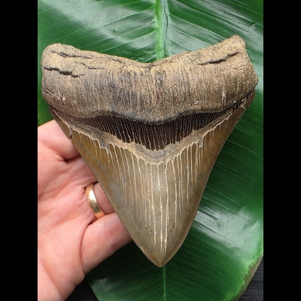 12,4 cm massiver Unterkiefer - Zahn des Megalodon 12,4 cm massiver Unterkiefer - Zahn des Megalodon