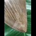 12,4 cm massiver Unterkiefer - Zahn des Megalodon 12,4 cm massiver Unterkiefer - Zahn des Megalodon