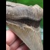 12,4 cm massiver Unterkiefer - Zahn des Megalodon 12,4 cm massiver Unterkiefer - Zahn des Megalodon
