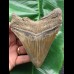 12,4 cm massiver Unterkiefer - Zahn des Megalodon 12,4 cm massiver Unterkiefer - Zahn des Megalodon