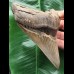 12,4 cm massiver Unterkiefer - Zahn des Megalodon 12,4 cm massiver Unterkiefer - Zahn des Megalodon