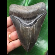 11,8 cm dunkler Zahn des Megalodon mit schöner Bourelette
