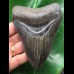 11,8 cm dunkler Zahn des Megalodon mit schöner Bourelette