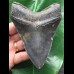 11,8 cm dunkler Zahn des Megalodon mit schöner Bourelette