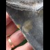 11,8 cm dunkler Zahn des Megalodon mit schöner Bourelette