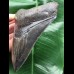 11,8 cm dunkler Zahn des Megalodon mit schöner Bourelette