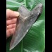 11,8 cm dunkler Zahn des Megalodon mit schöner Bourelette