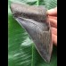 11,8 cm dunkler Zahn des Megalodon mit schöner Bourelette
