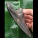 11,8 cm dunkler Zahn des Megalodon mit schöner Bourelette