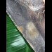 11,8 cm dunkler Zahn des Megalodon mit schöner Bourelette
