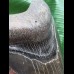 11,8 cm dunkler Zahn des Megalodon mit schöner Bourelette