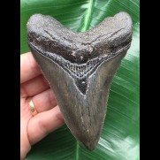 11,1 cm dunkler Unterkiefer Zahn des Megalodon