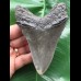 11,1 cm dunkler Unterkiefer Zahn des Megalodon 11,1 cm dunkler Unterkiefer Zahn des Megalodon