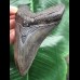 11,1 cm dunkler Unterkiefer Zahn des Megalodon 11,1 cm dunkler Unterkiefer Zahn des Megalodon