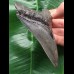 11,1 cm dunkler Unterkiefer Zahn des Megalodon 11,1 cm dunkler Unterkiefer Zahn des Megalodon