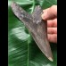 11,1 cm dunkler Unterkiefer Zahn des Megalodon 11,1 cm dunkler Unterkiefer Zahn des Megalodon