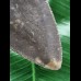 11,1 cm dunkler Unterkiefer Zahn des Megalodon 11,1 cm dunkler Unterkiefer Zahn des Megalodon