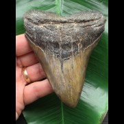 11,0 cm facettenreich gefärbter Zahn des Megalodon