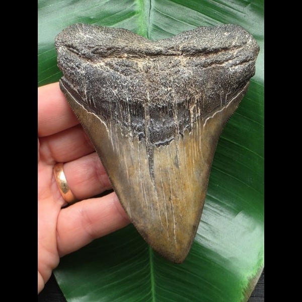 11,0 cm facettenreich gefärbter Zahn des Megalodon