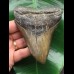 11,0 cm facettenreich gefärbter Zahn des Megalodon