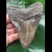 11,0 cm facettenreich gefärbter Zahn des Megalodon
