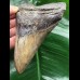 11,0 cm facettenreich gefärbter Zahn des Megalodon