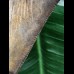 11,0 cm facettenreich gefärbter Zahn des Megalodon