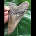 11,0 cm facettenreich gefärbter Zahn des Megalodon