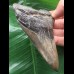 11,0 cm facettenreich gefärbter Zahn des Megalodon