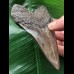 11,0 cm facettenreich gefärbter Zahn des Megalodon