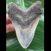 8,8 cm schön gefärbter Zahn des Megalodon 8,8 cm schön gefärbter Zahn des Megalodon