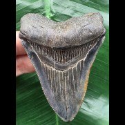 8,8 cm schön gefärbter Zahn des Megalodon