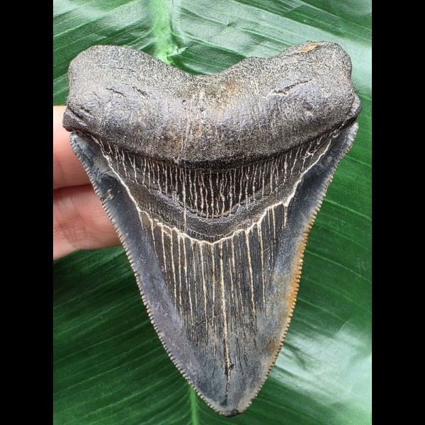 8,8 cm schön gefärbter Zahn des Megalodon 8,8 cm schön gefärbter Zahn des Megalodon