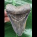 8,8 cm schön gefärbter Zahn des Megalodon 8,8 cm schön gefärbter Zahn des Megalodon