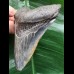 8,8 cm schön gefärbter Zahn des Megalodon 8,8 cm schön gefärbter Zahn des Megalodon