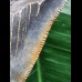 8,8 cm schön gefärbter Zahn des Megalodon 8,8 cm schön gefärbter Zahn des Megalodon