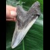 8,8 cm schön gefärbter Zahn des Megalodon 8,8 cm schön gefärbter Zahn des Megalodon