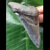 8,8 cm schön gefärbter Zahn des Megalodon 8,8 cm schön gefärbter Zahn des Megalodon