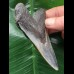 8,8 cm schön gefärbter Zahn des Megalodon 8,8 cm schön gefärbter Zahn des Megalodon