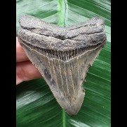 7,9 cm blaugrauer scharfer Zahn des Megalodon
