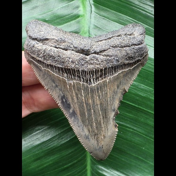 7,9 cm blaugrauer scharfer Zahn des Megalodon