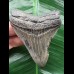 7,9 cm blaugrauer scharfer Zahn des Megalodon