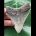 7,9 cm blaugrauer scharfer Zahn des Megalodon