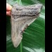 7,9 cm blaugrauer scharfer Zahn des Megalodon