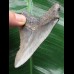 7,9 cm blaugrauer scharfer Zahn des Megalodon